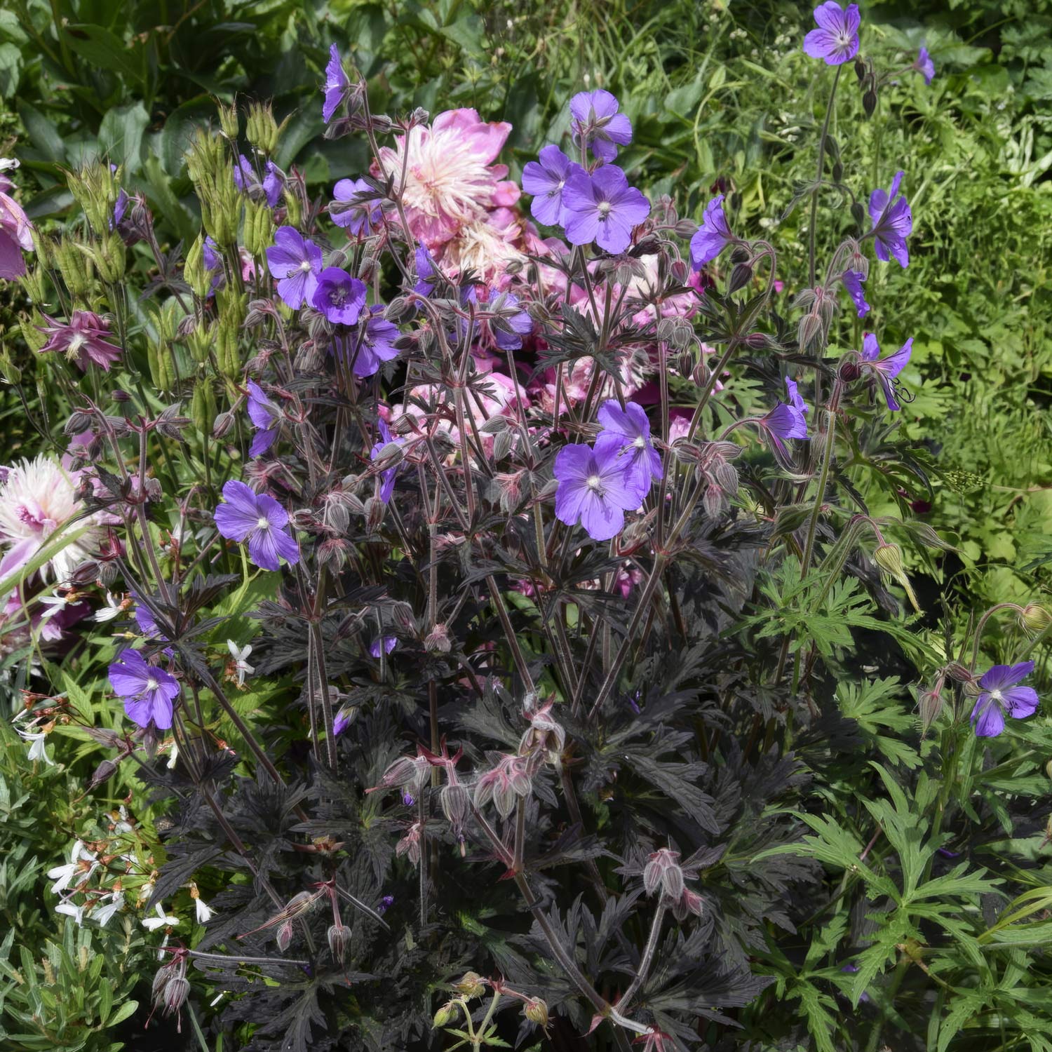 Geranium pratense 'Boom Chocolatta'
