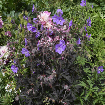 Geranium pratense 'Boom Chocolatta'