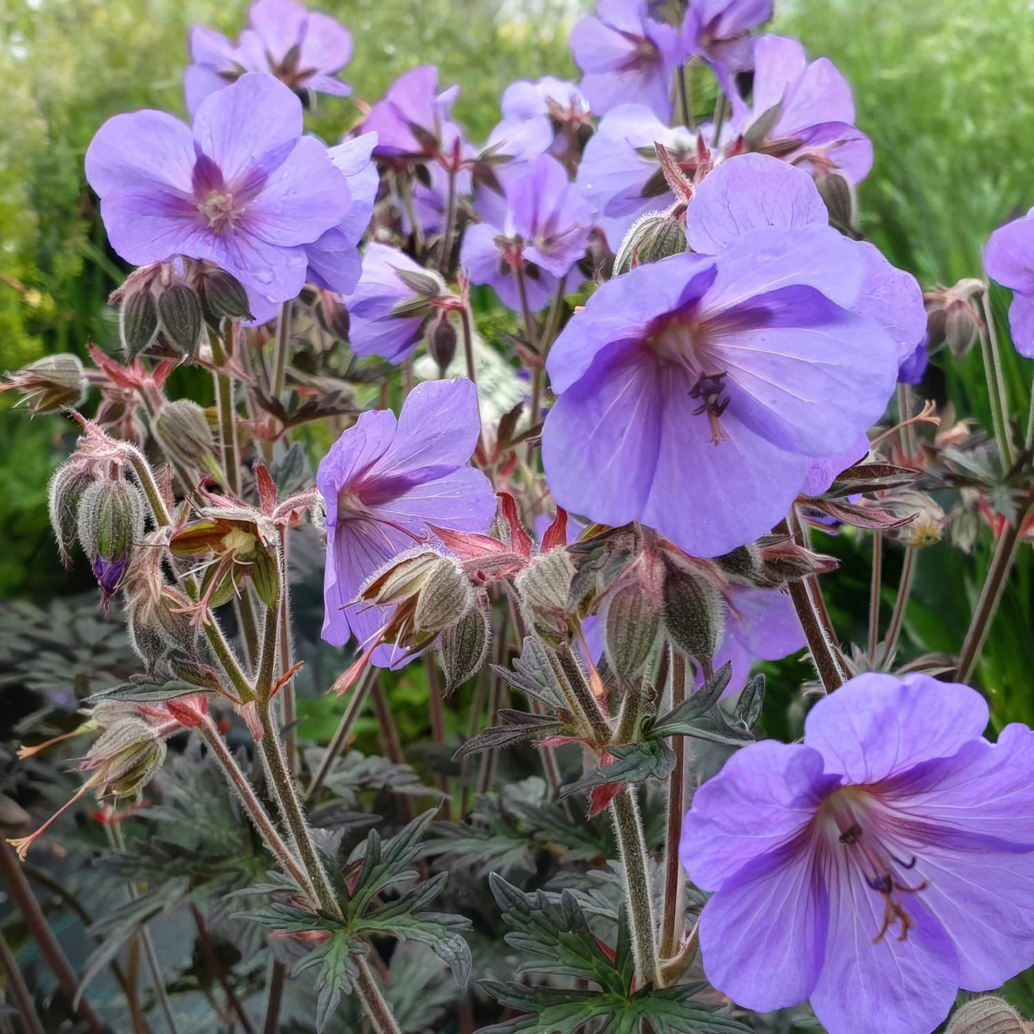 Geranium pratense 'Boom Chocolatta'