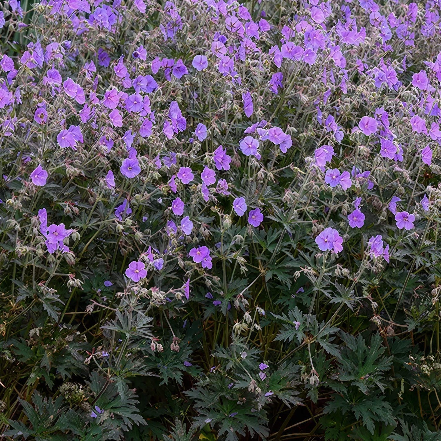 Geranium pratense 'Boom Chocolatta'