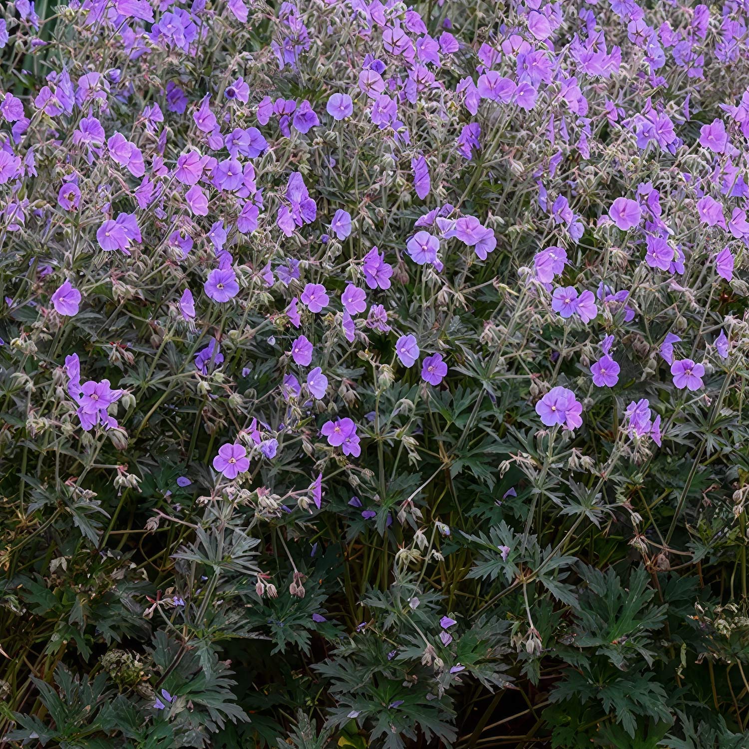 Geranium pratense 'Boom Chocolatta'