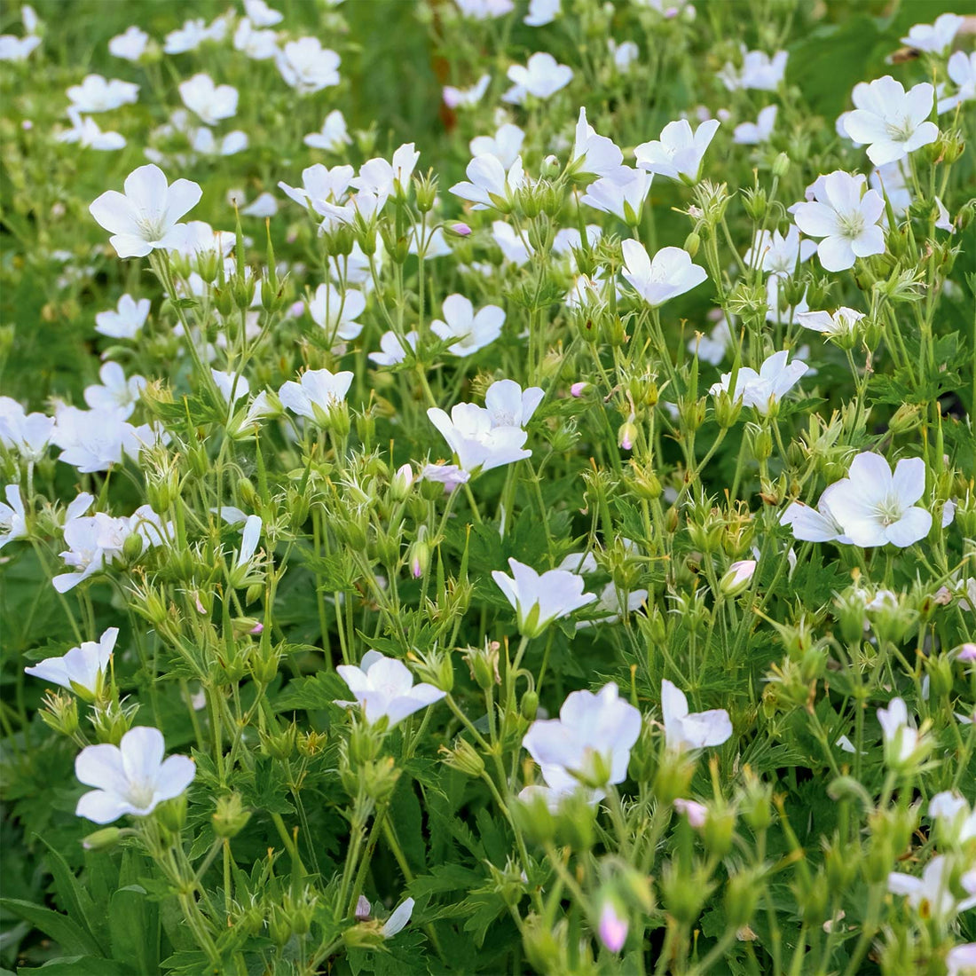 Geranium sylvaticum 'Album' – White Woodland Cranesbill | Buy Online ...