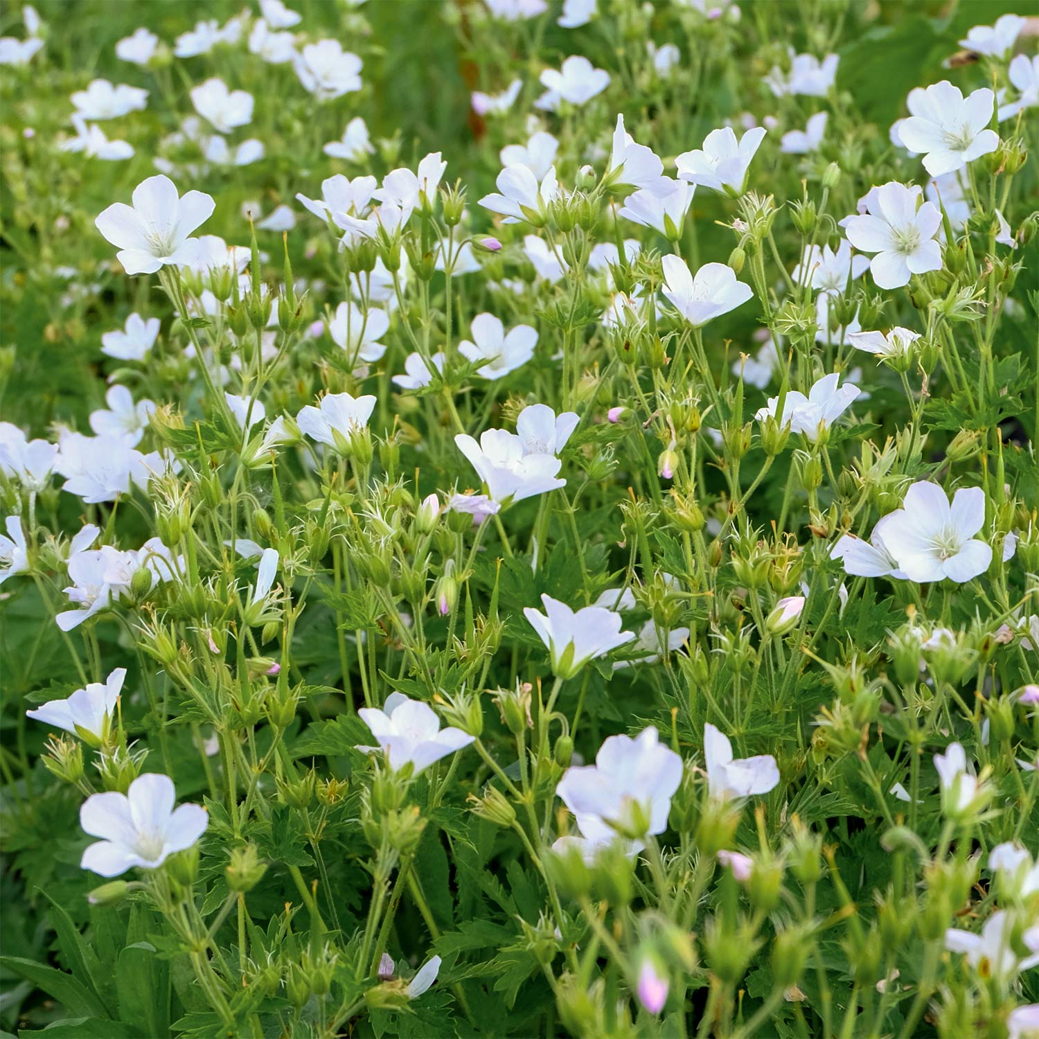 Geranium sylvaticum 'Album'