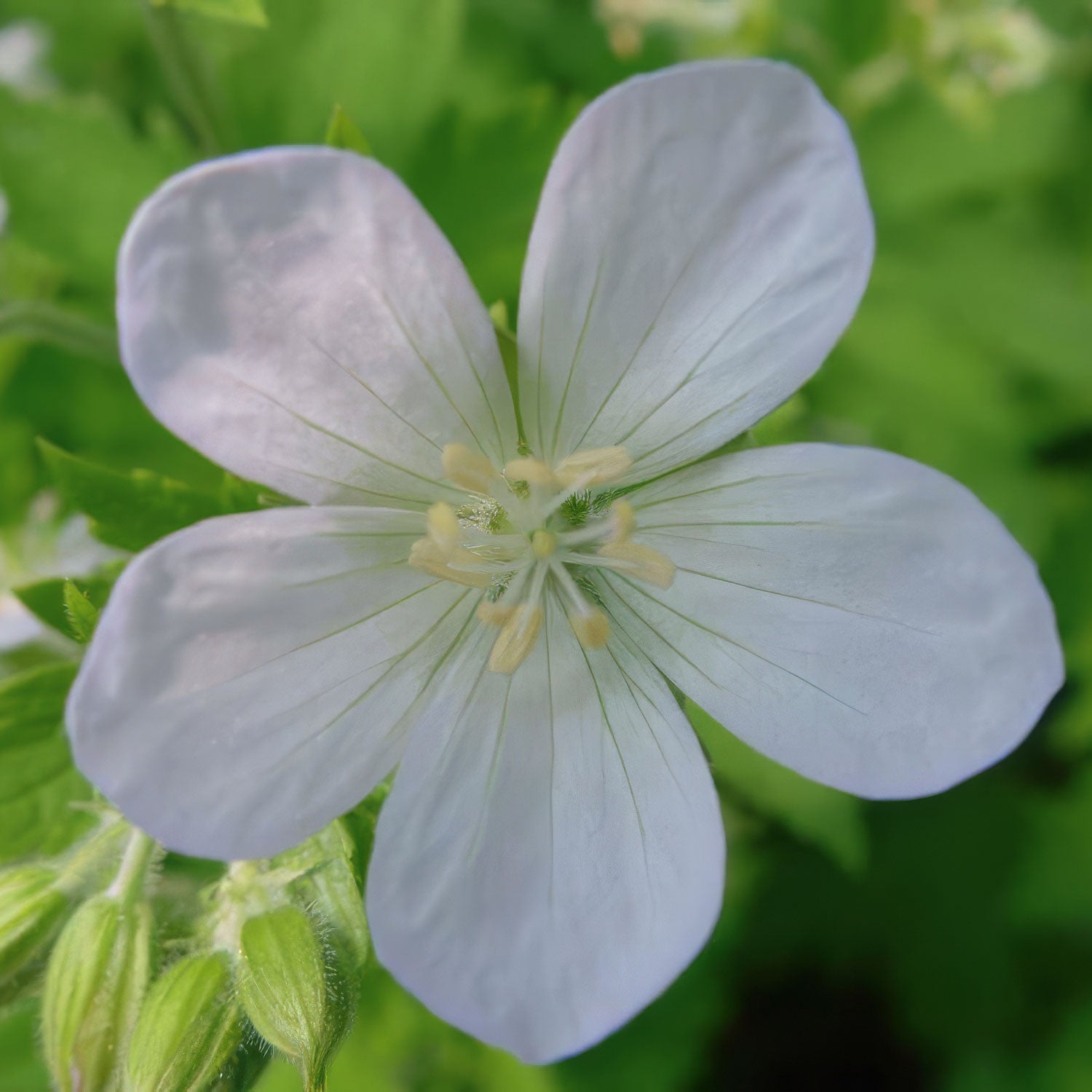 Geranium sylvaticum 'Album'