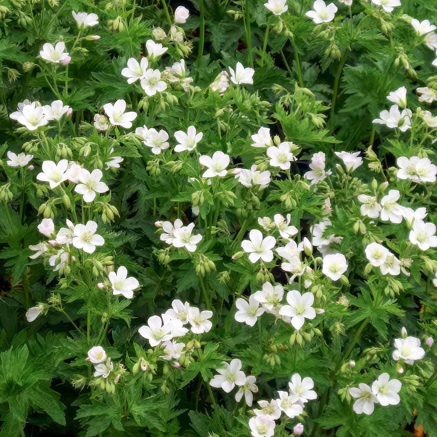 Geranium sylvaticum 'Album'