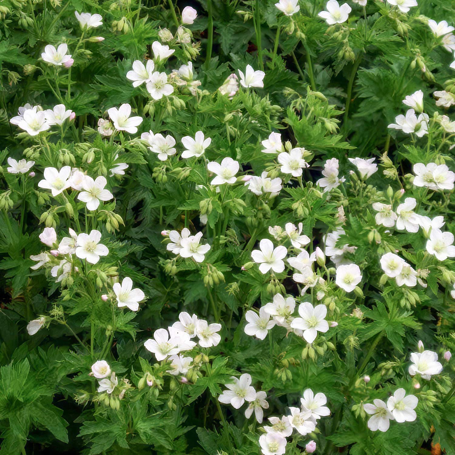 Geranium sylvaticum 'Album'