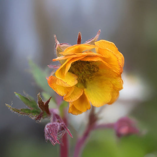 Geum 'Blood Orange'