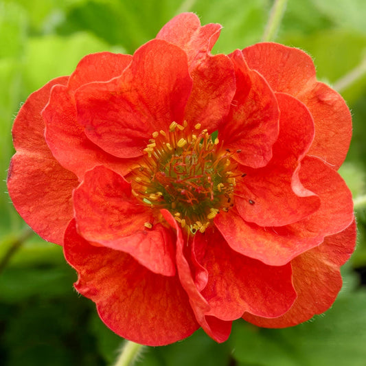 Geum 'Scarlet Tempest'