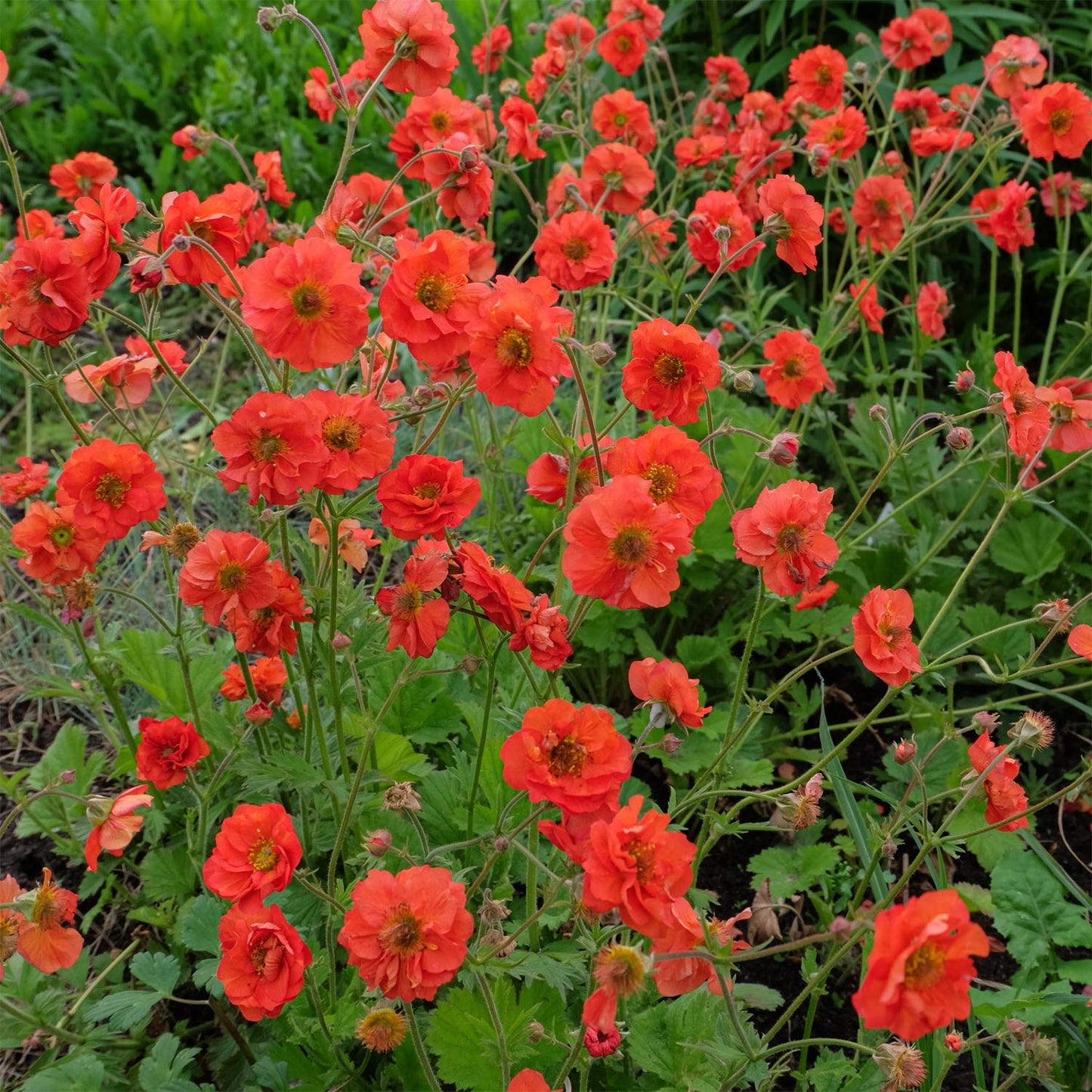 Geum 'Scarlet Tempest'