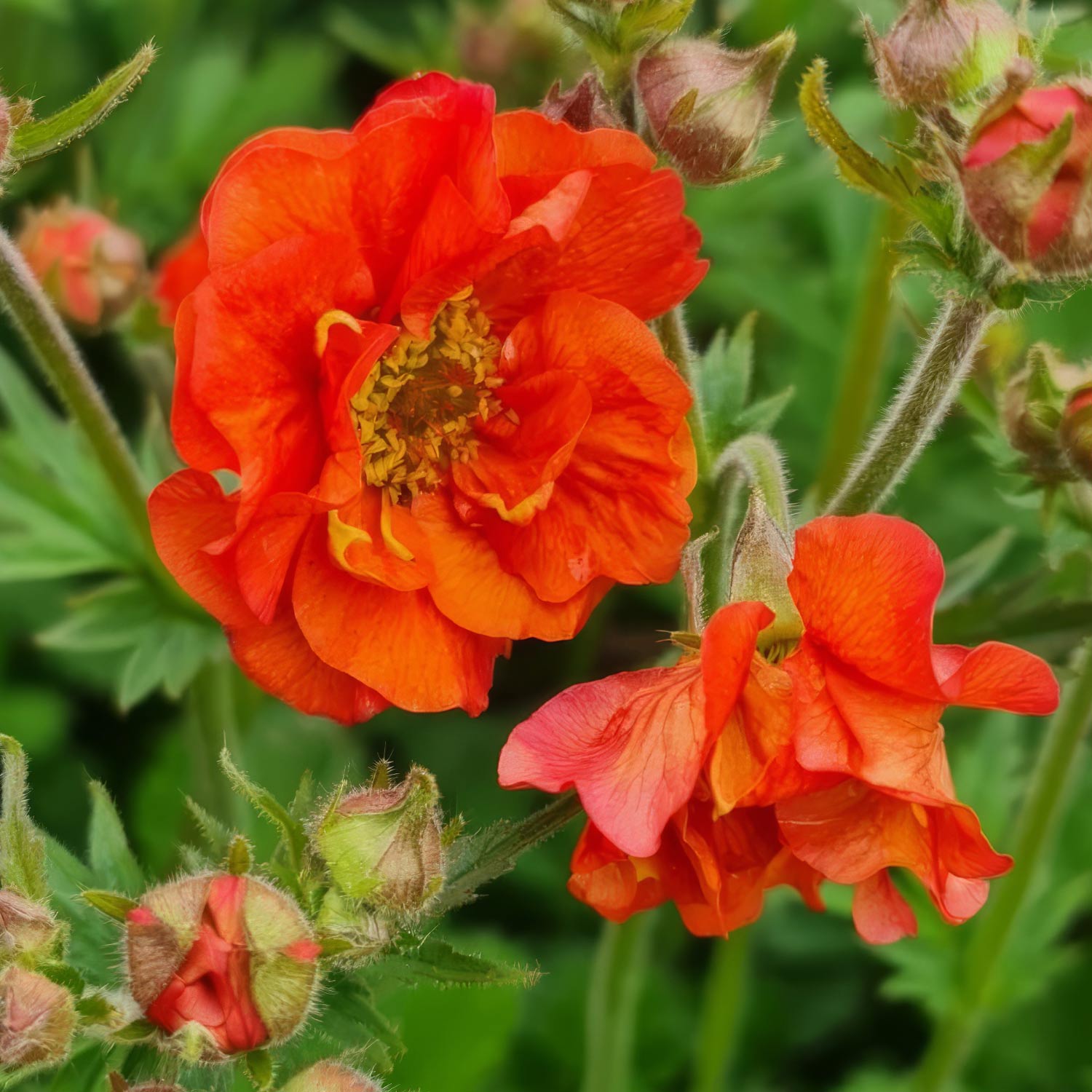 Geum 'Scarlet Tempest'
