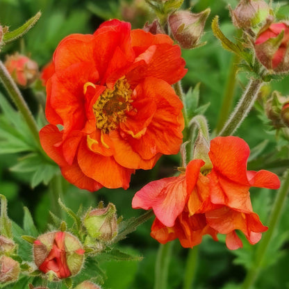 Geum 'Scarlet Tempest'