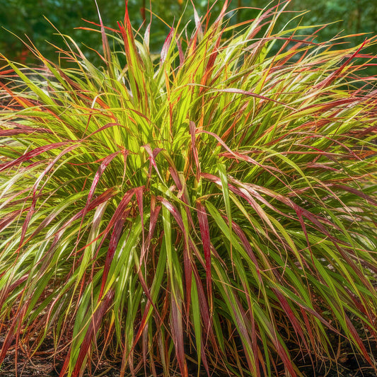 Hakonechloa macra 'Mulled Wine'