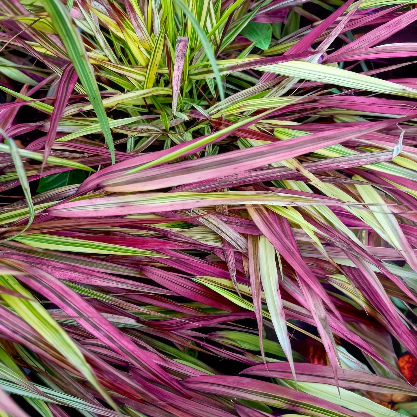 Hakonechloa macra 'Mulled Wine'