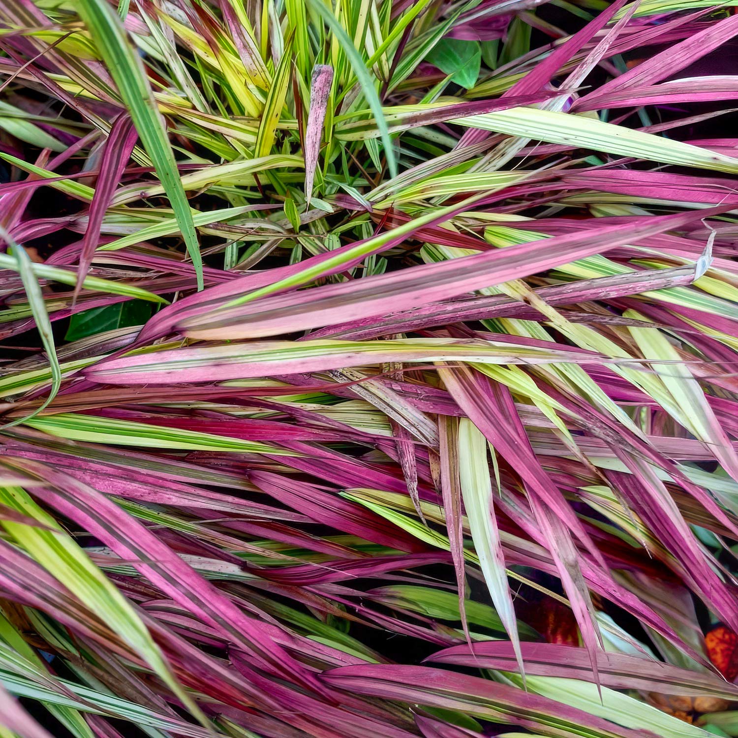 Hakonechloa macra 'Mulled Wine'