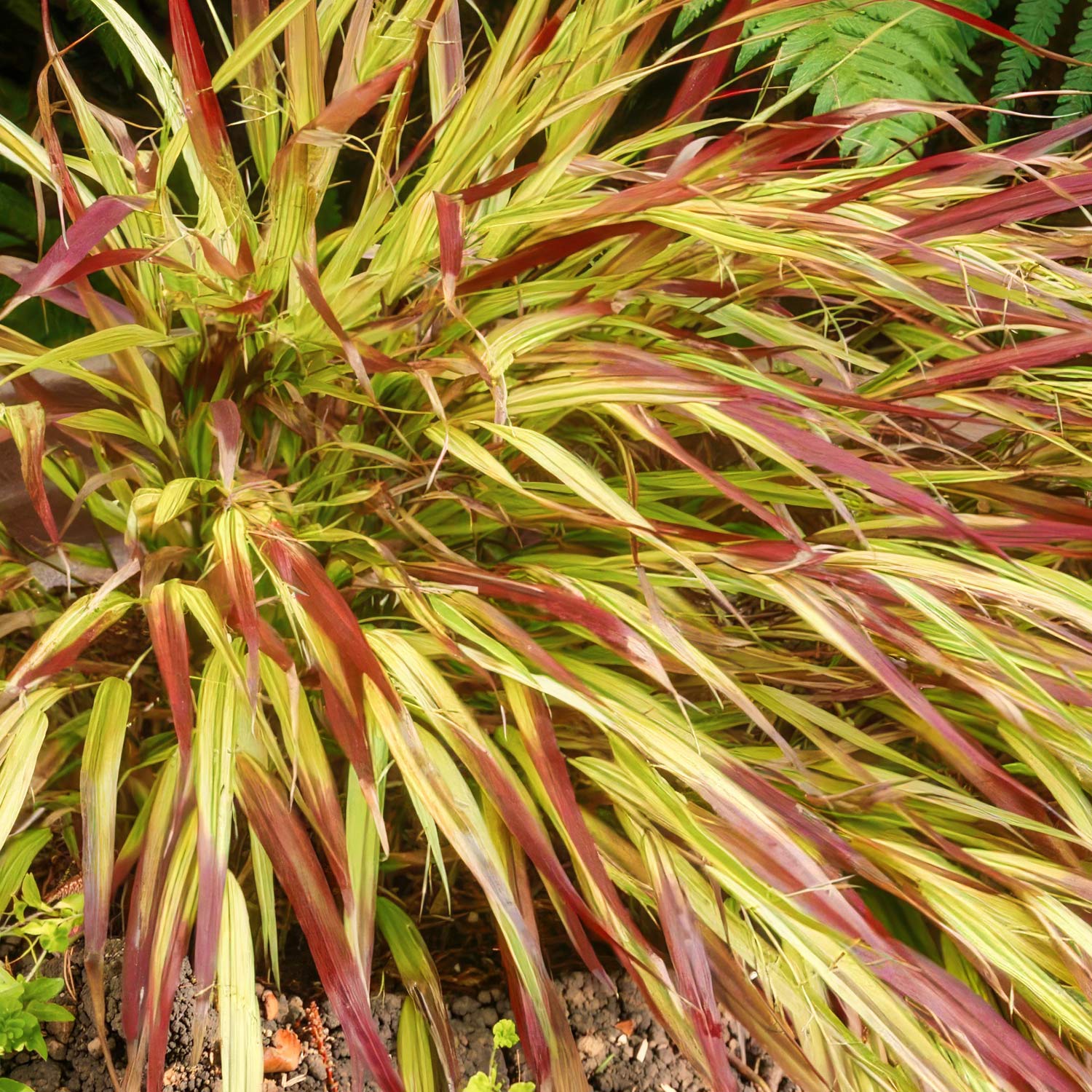 Hakonechloa macra 'Mulled Wine'