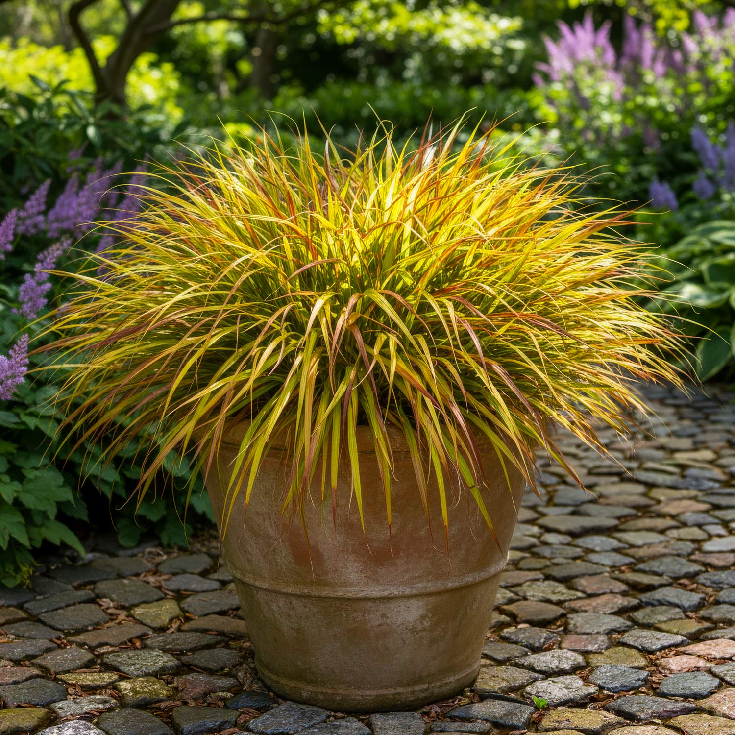 Hakonechloa macra 'Mulled Wine'. Potted plant with green, yellow and burgundy foliage on a stone path with greenery in the background