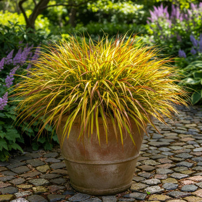 Hakonechloa macra 'Mulled Wine'. Potted plant with green, yellow and burgundy foliage on a stone path with greenery in the background