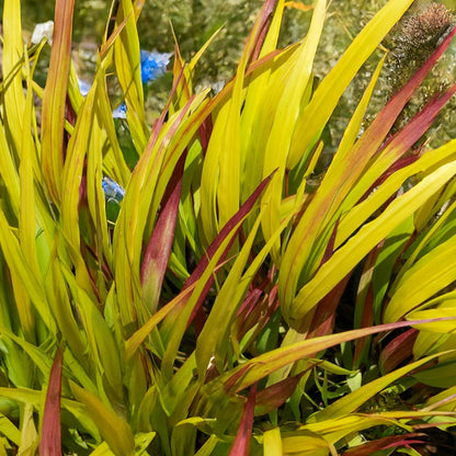 Hakonechloa macra 'Sunflare'