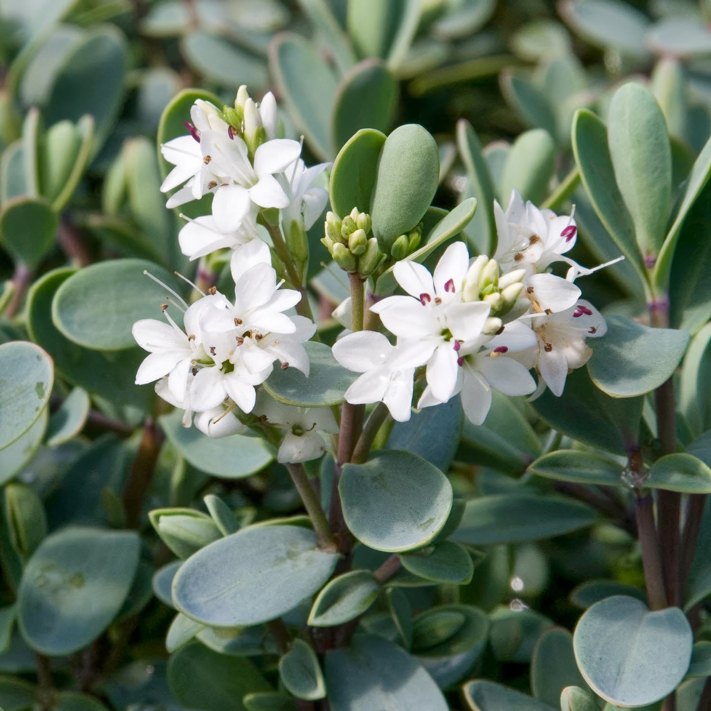 Hebe pinguifolia 'Pagei' / Veronica pinguifolia 'Pagei'