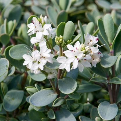 Hebe pinguifolia 'Pagei' / Veronica pinguifolia 'Pagei'