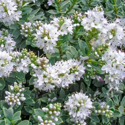 Hebe pinguifolia 'Pagei' / Veronica pinguifolia 'Pagei'
