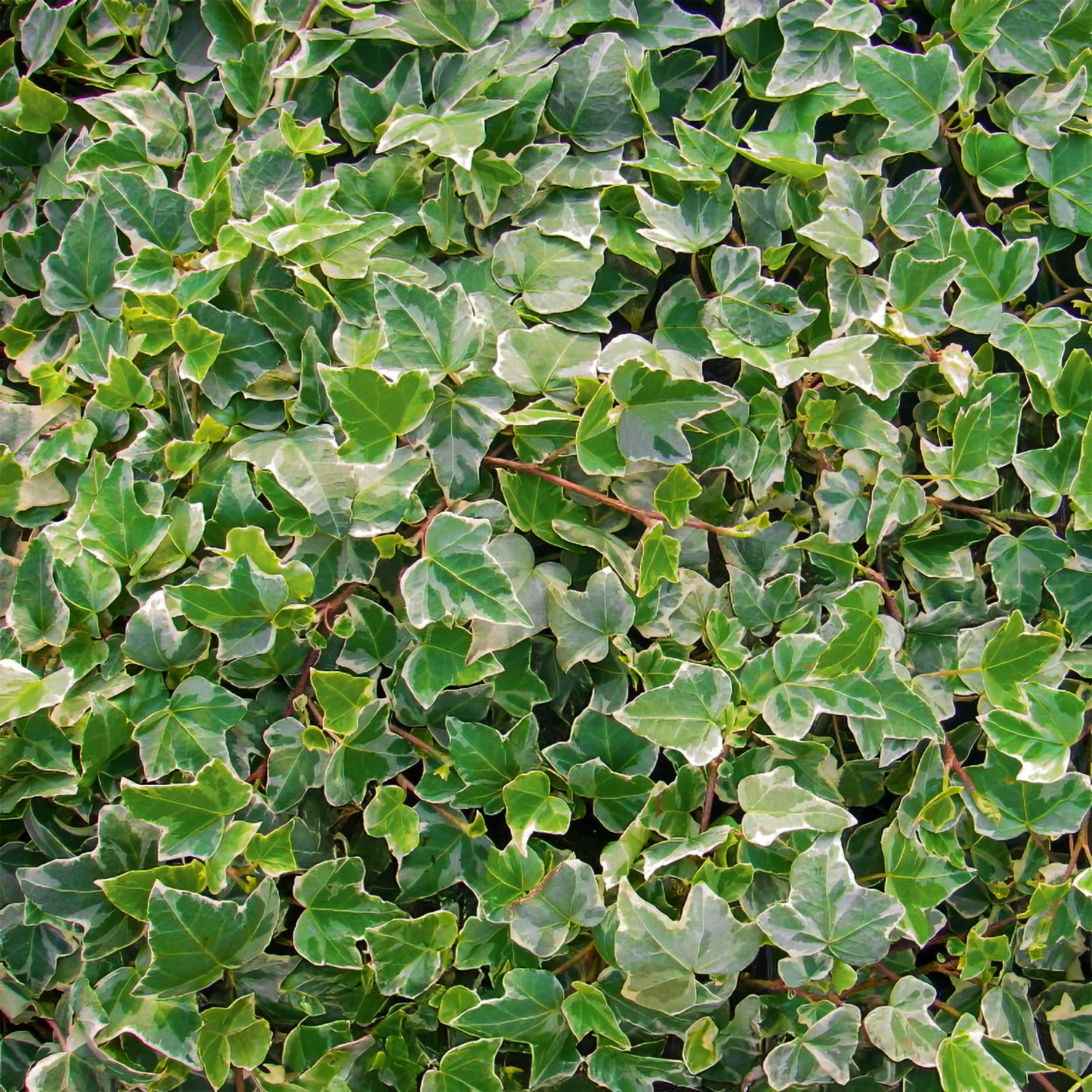 Hedera helix 'Glacier'