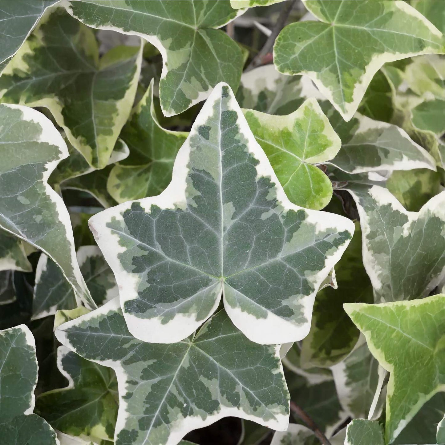 Hedera helix 'Glacier'