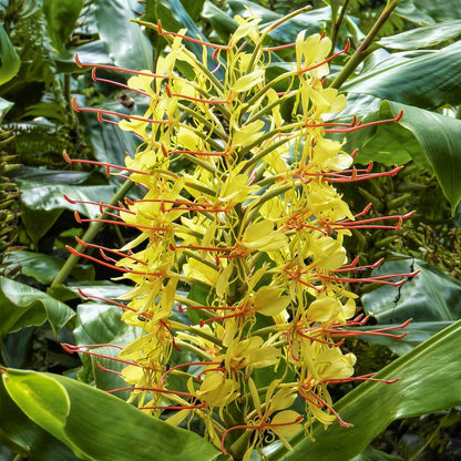 Hedychium gardnerianum. A close-up of a yellow flower cluster with long red-orange stamens, surrounded by large green leaves in a lush, natural setting.