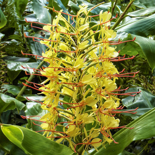 Hedychium gardnerianum. A close-up of a yellow flower cluster with long red-orange stamens, surrounded by large green leaves in a lush, natural setting.