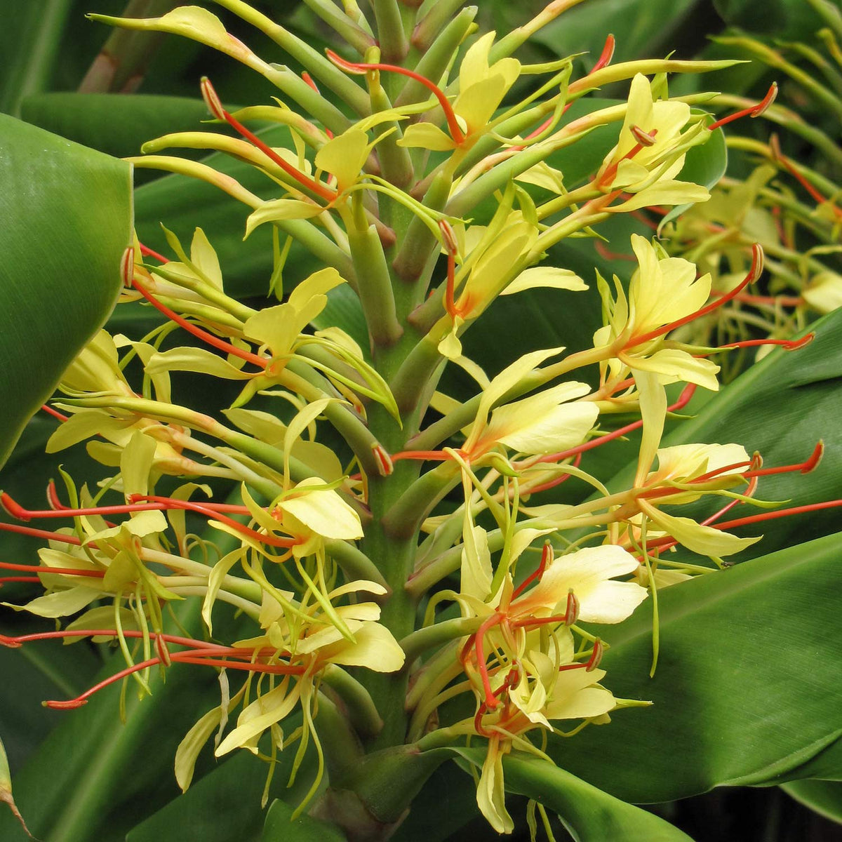 Hedychium gardnerianum. Close-up of a flowering plant with pale yellow blossoms and long orange-red stamens, surrounded by broad green leaves.