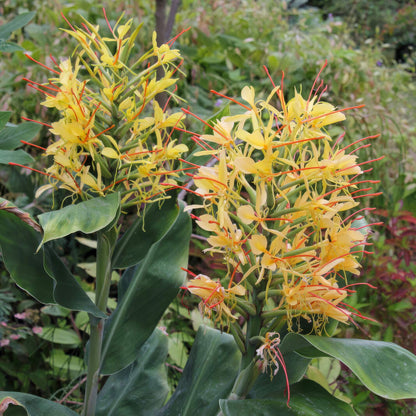 Hedychium gardnerianum. Yellow flowers with long orange stamens, surrounded by green leaves in a garden setting.