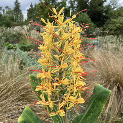 Hedychium gardnerianum. A close-up of a yellow ornamental flower spike with long orange-red stamens and green leaves, outdoors in a garden with dry grass and trees in the background.