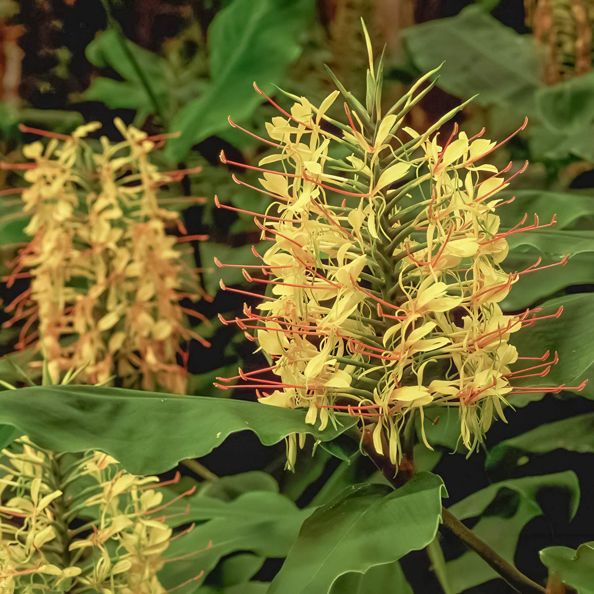 Hedychium gardnerianum. Close-up of a yellow flower cluster with long orange-red stamens surrounded by broad green leaves.