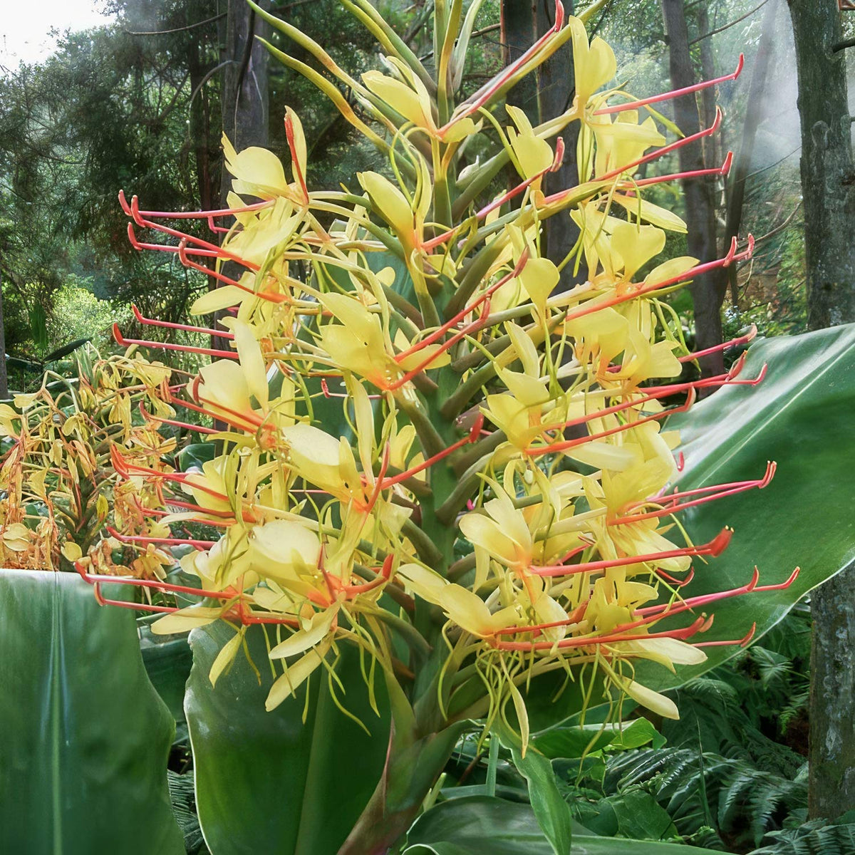 Hedychium gardnerianum. A close-up of a yellow flower cluster with long orange-red stamens and large green leaves in a forest or garden setting.