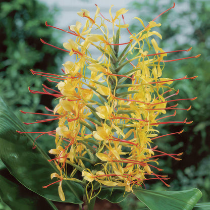 Hedychium gardnerianum. A close-up of a yellow flower cluster with long red stamens and green leaves, photographed outdoors against a blurred green background
