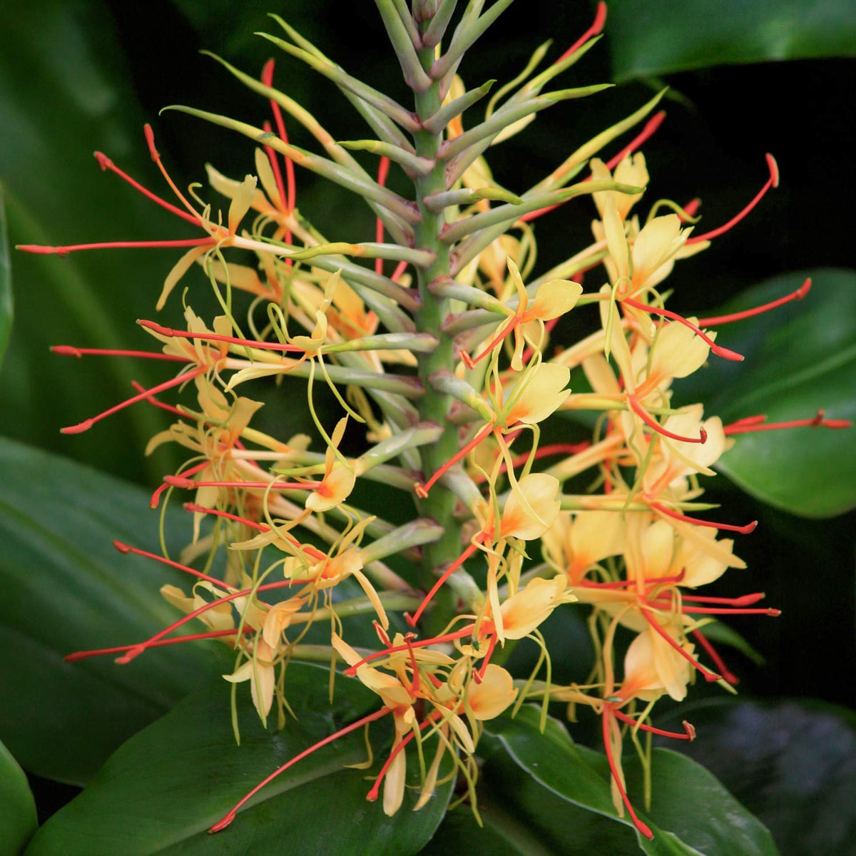 Hedychium gardnerianum. A close-up of a yellow flower cluster with long orange-red stamens and green leaves in the background.