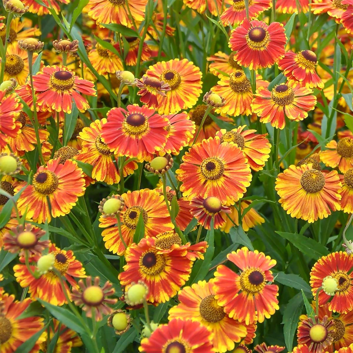 Helenium Autumn Helenium 'Fuego' | Compact Late Colour | Barnsdale Gardens Shop
