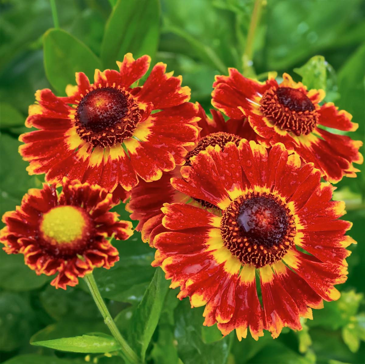 Helenium autumnale 'Fuego' – Barnsdale Gardens