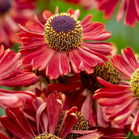 Helenium autumnale 'Siesta'