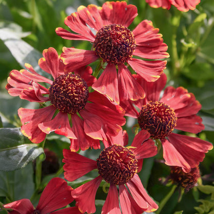 Helenium 'Red Jewel'