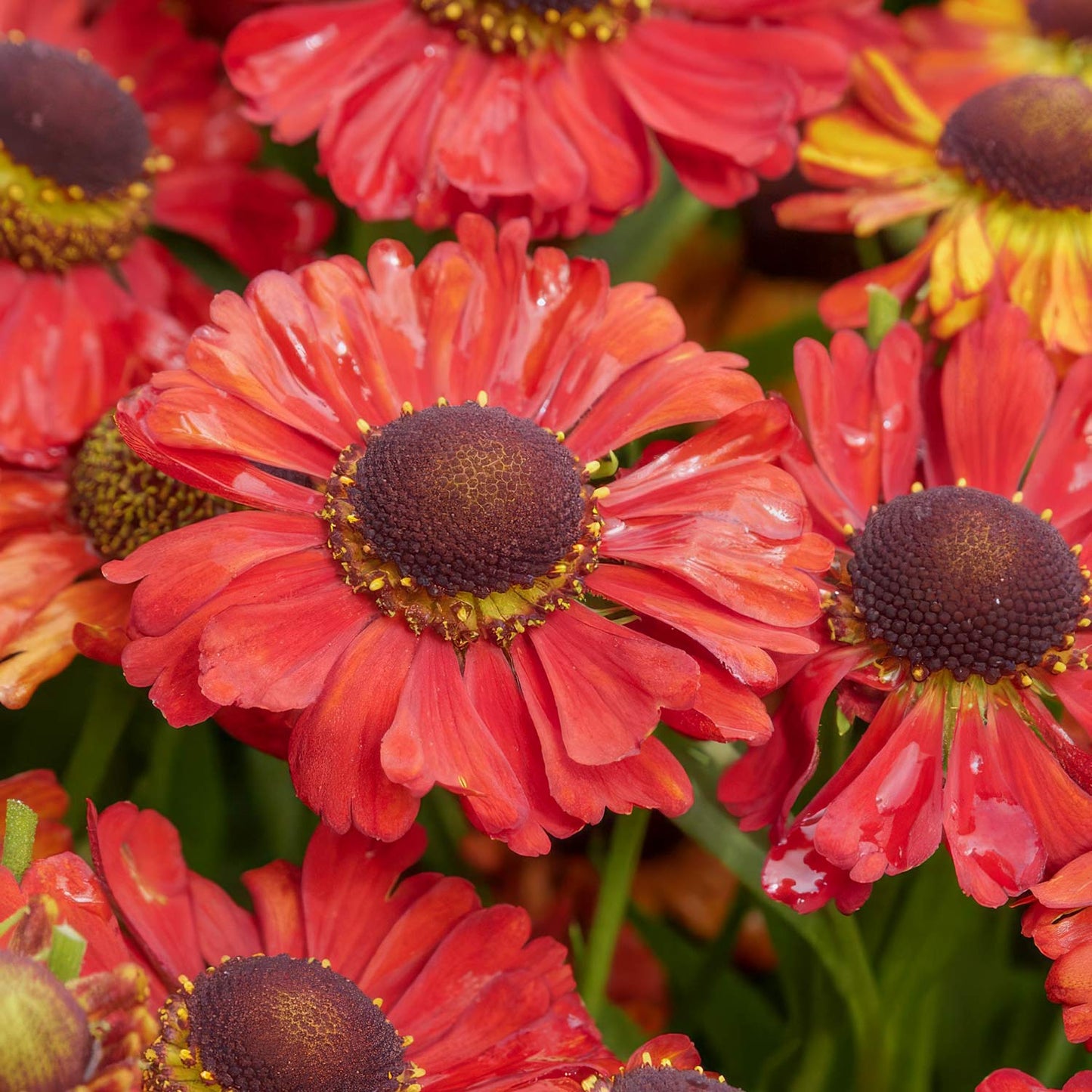 Helenium 'Red Jewel'Close-up of bright red coneflowers with dark brown centers and green stems, photographed outdoors with water droplets on the petals. 