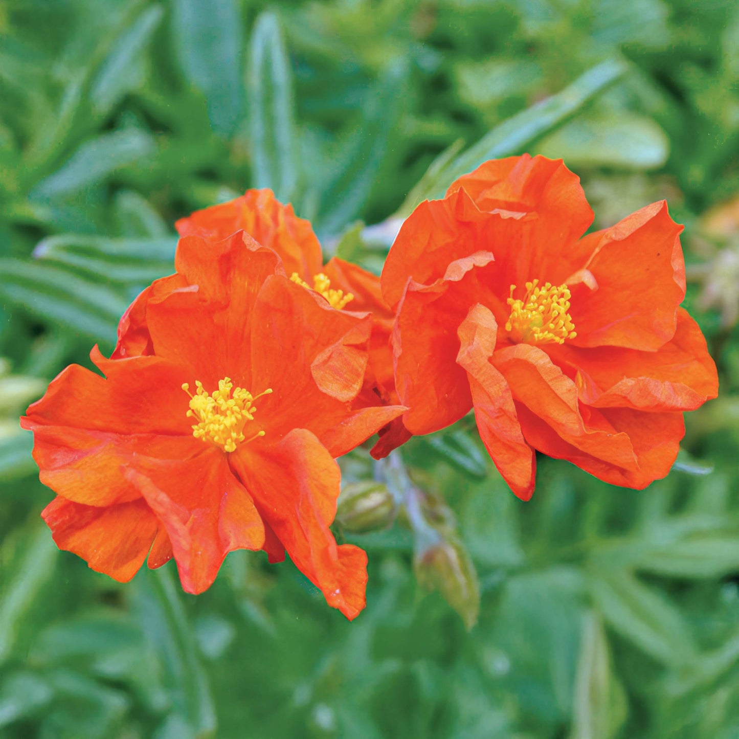 Helianthemum 'Ben More'