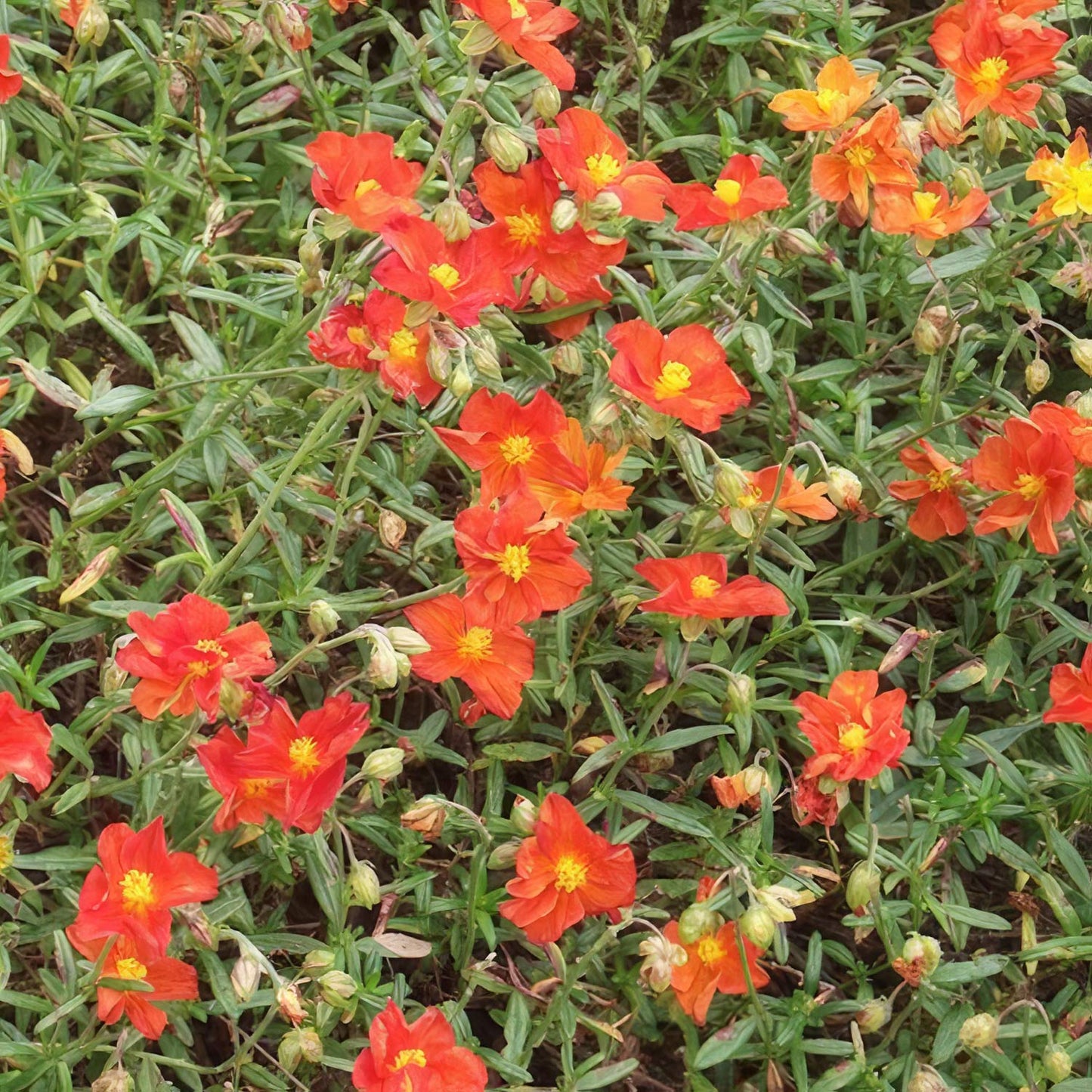 Helianthemum 'Ben More'