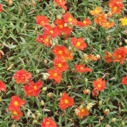 Helianthemum 'Ben More'
