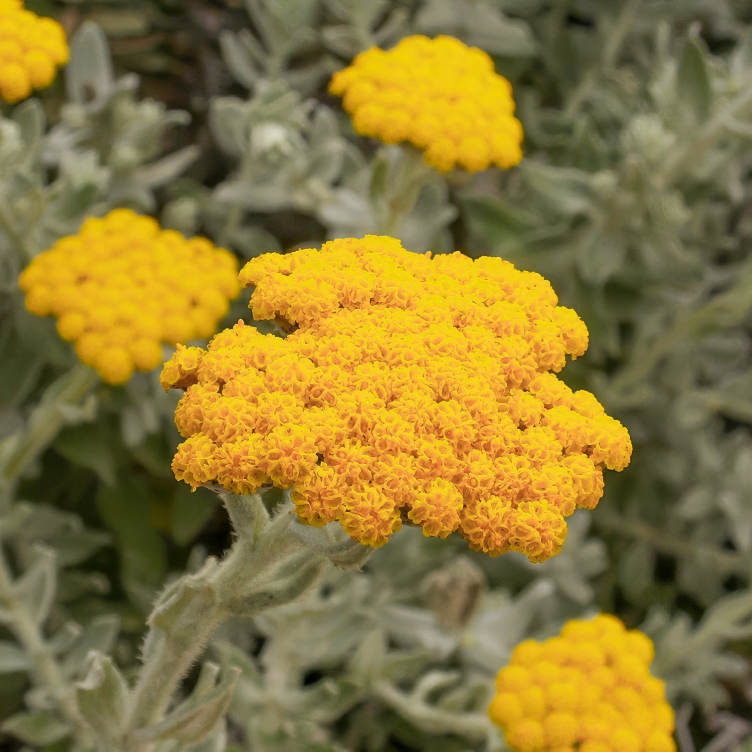 Helichrysum italicum 'Korma'