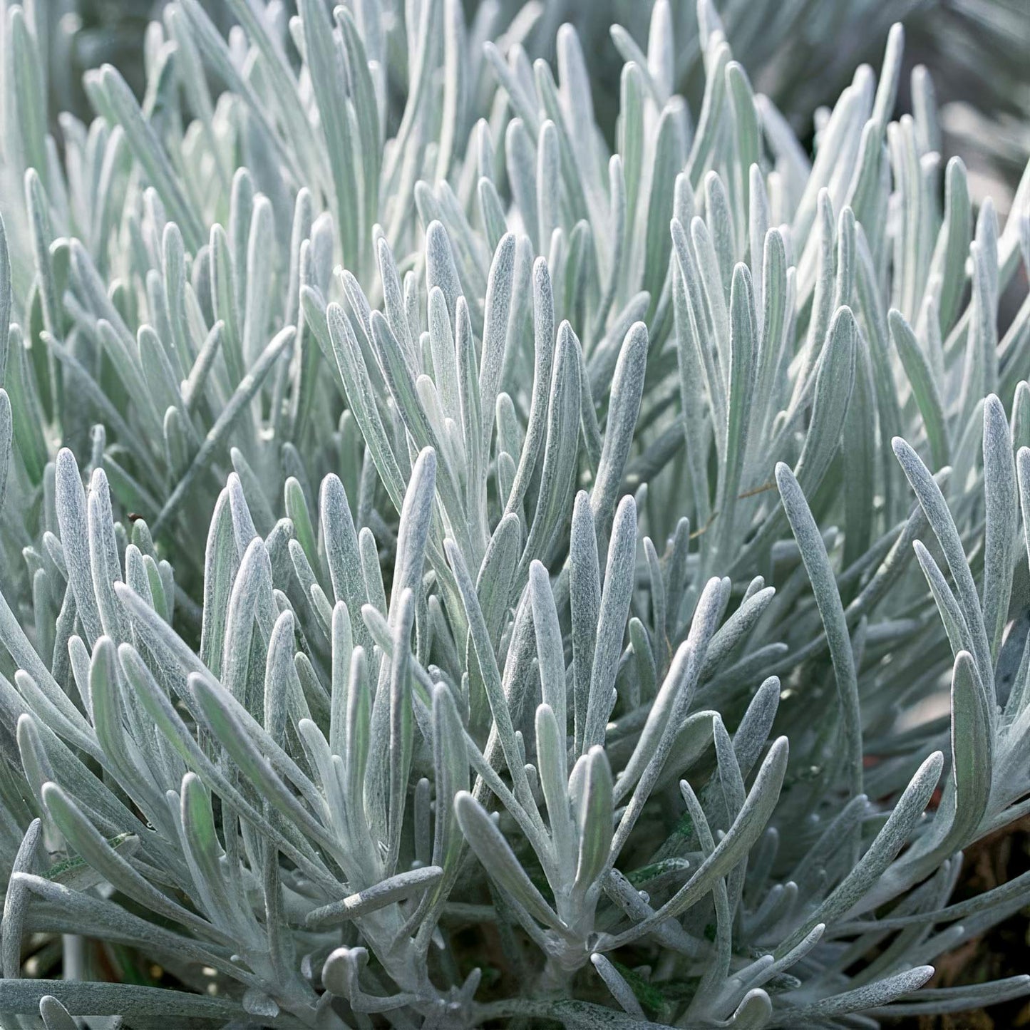 Helichrysum italicum 'Korma'