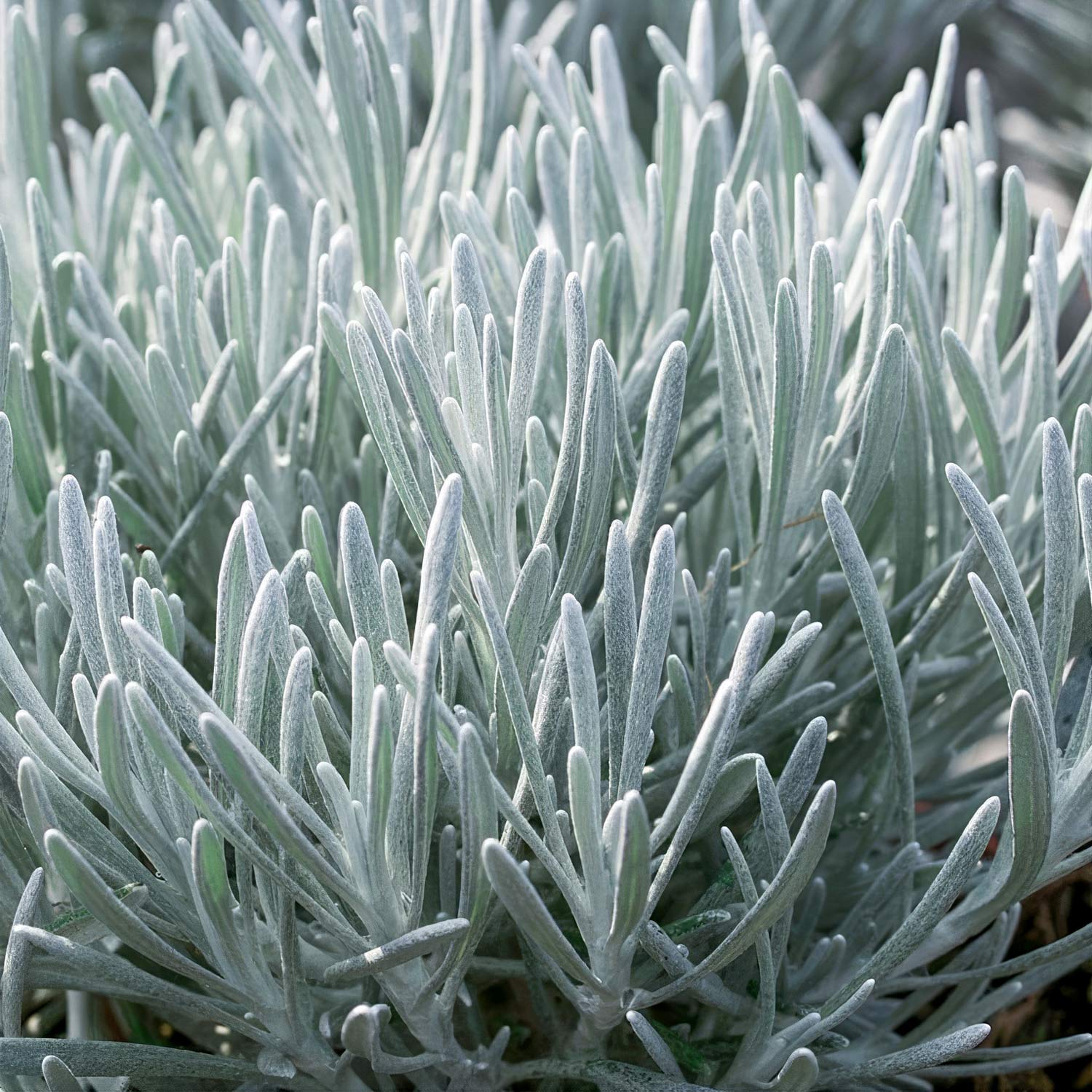 Helichrysum italicum 'Korma'