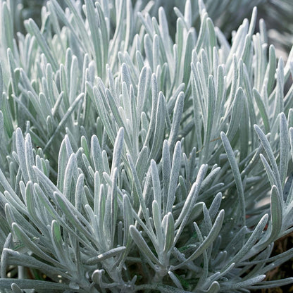 Helichrysum italicum 'Korma'