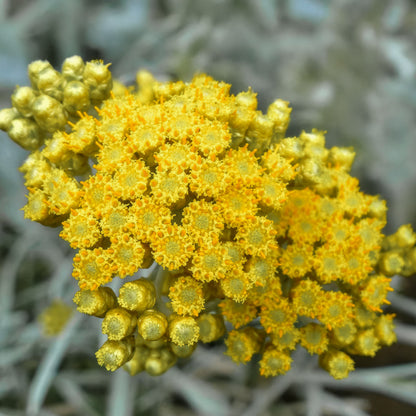 Helichrysum italicum 'Korma'