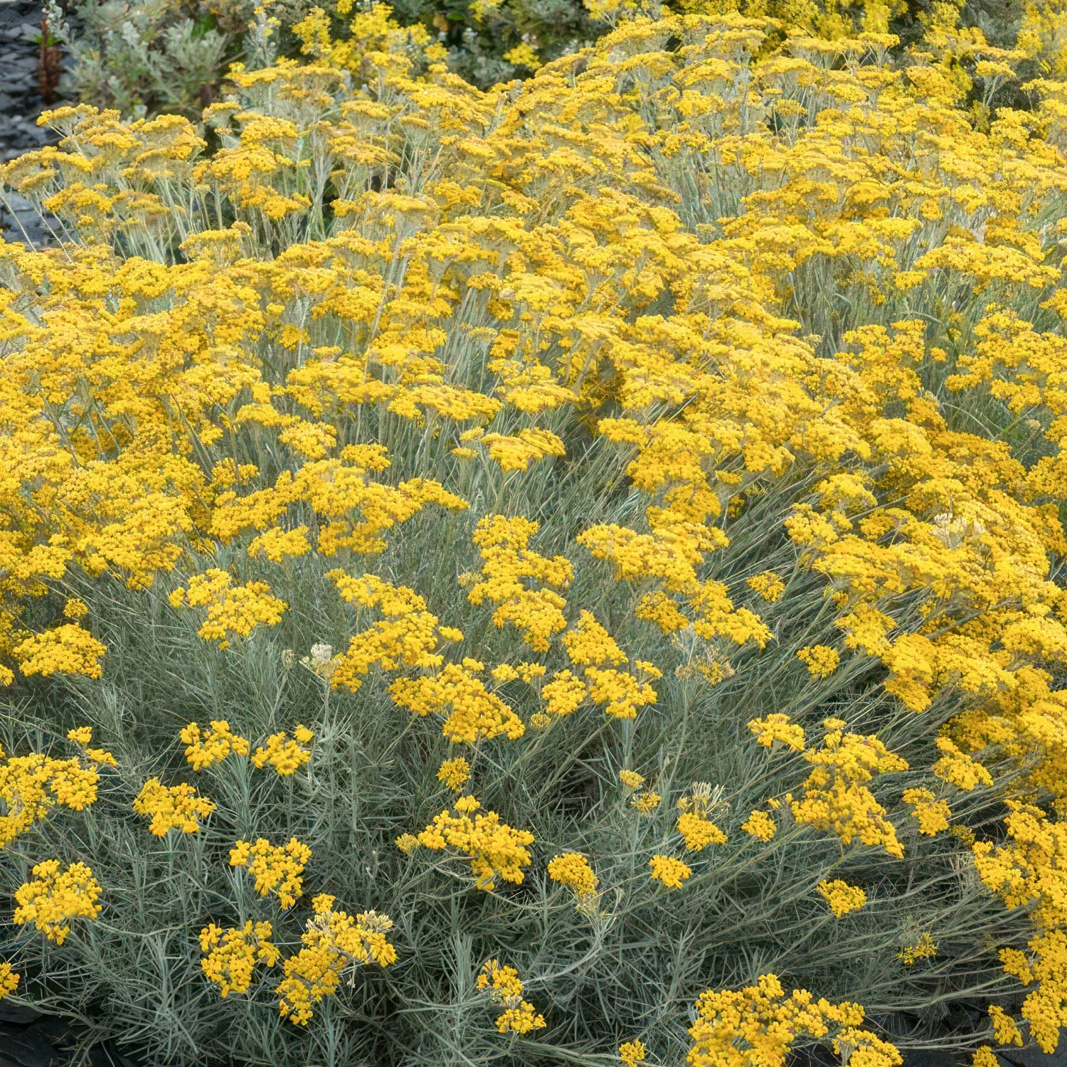 Helichrysum italicum 'Korma'